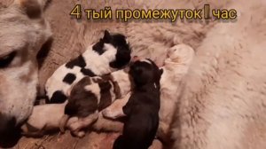 Принимаем роды у собаки. Азиатка, Наблюдаем помогаем.