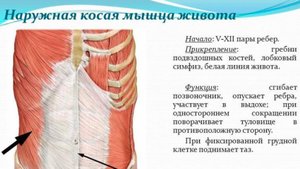 Растяжка косых мышц живота Стретчинг