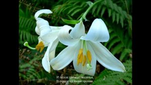 Р. Шуман. Любовь поэта. В цветах белоснежных лилий.