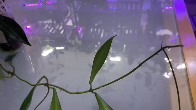 Цветение хойи Mirabilis Clown B в январе смотреть онлайн