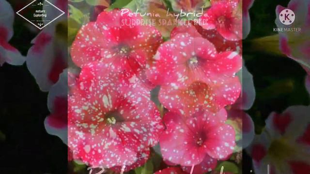 presenting petunia hybrida смотреть онлайн