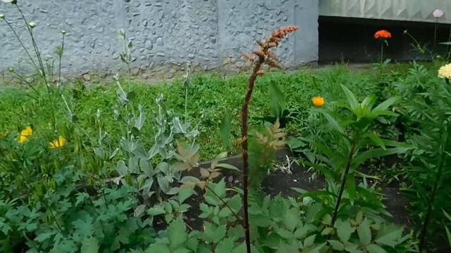 Карбофос и Фуфанон против тли ! Оличный результат ! смотреть онлайн