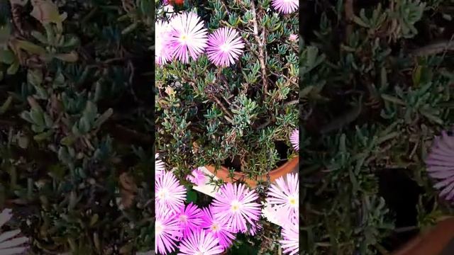 Lampranthus Blandus /Shining ✨plant ? смотреть онлайн