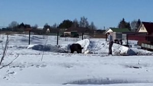 Аргентинский Дог! Первое знакомство с кабаном