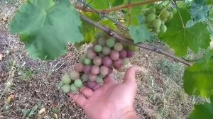 Созревание винограда на 13 августа,всё по честному.
