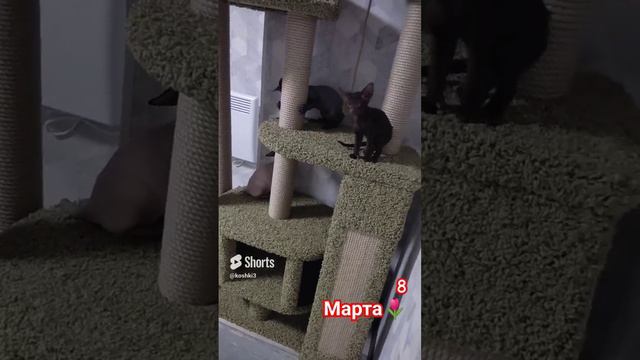 8 марта, поздравление от хвостатый#восьмое марта#канадскиесфинксы #котята #поздравление