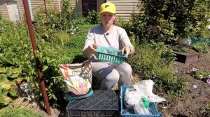 ПЫШНЫЙ ЦВЕТНИК | Как посеять виолу на рассаду?