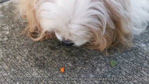 Зачем кошке таурин?