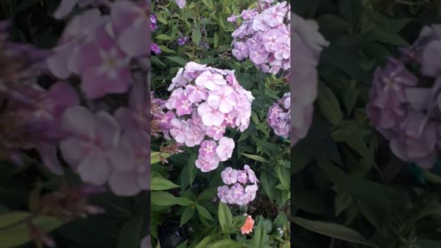 Любимые флоксы. В ожидании лета. смотреть онлайн