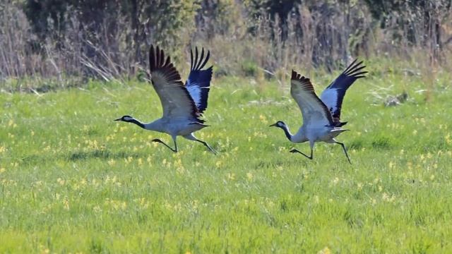 Серый журавль (лат. Grus grus, Grus communis) смотреть онлайн