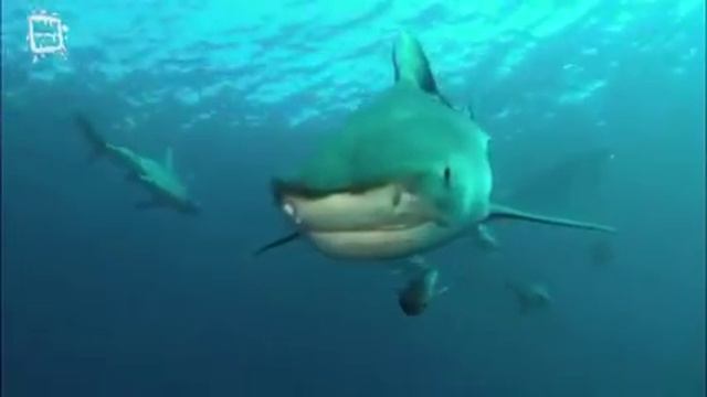 Tiger Shark   Requin Tigre Galeocerdo Cuvier