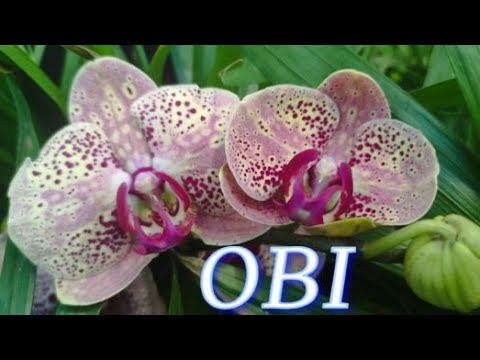 №904/ СВЕЖИЕ, шикарные ОРХИДЕИ в OBI