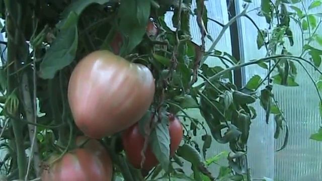 Сорт томата Воловье ухо // Секреты хороших урожаев. смотреть онлайн