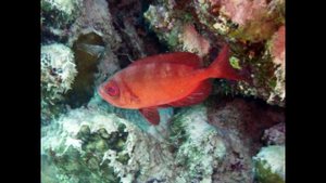 Египет, Сафага, отель Coral Sun Beach, залив Coral Garden, ноябрь 2015 год