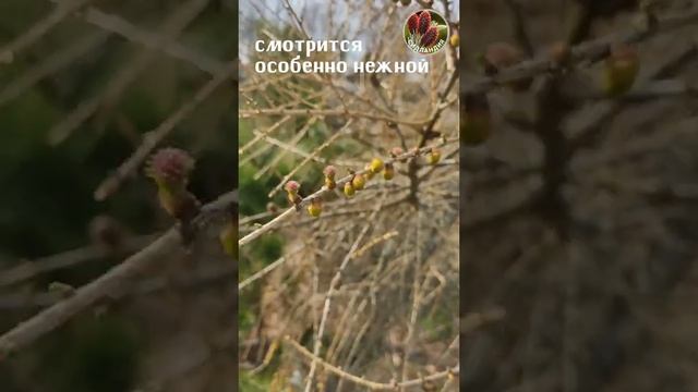 Лиственница весной Seedlandia.ru - саженцы лиственницы сибирской и американской и семена растений