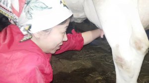 КАК ОНА ДОИЛА КОРОВУ ВПЕРВЫЕ В ЖИЗНИ