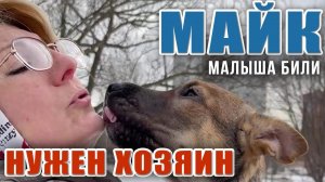 МАЙК, ищем ЛЮБЯЩЕГО ХОЗЯИНА❗❗ Малыша били, РЕПОСТ, Друзья❗ Поможем малышу обрести свой дом❗