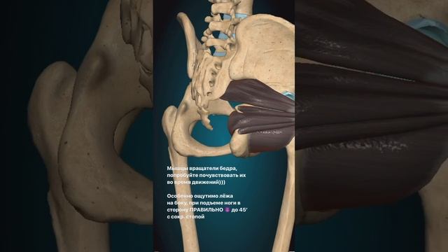 Какими мышцами мы крутим ногу в тазобедренном суставе? Анатомия. Балет