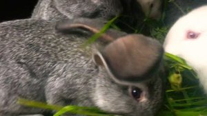 КРОЛИКИ | Rabbit | Белые кролики Кушают | white rabbit
