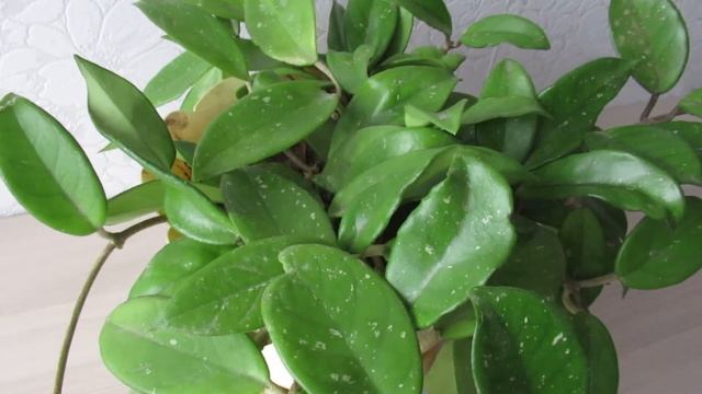 #комнатныерастения Когда и как цветет хойя восковой плющ смотреть онлайн