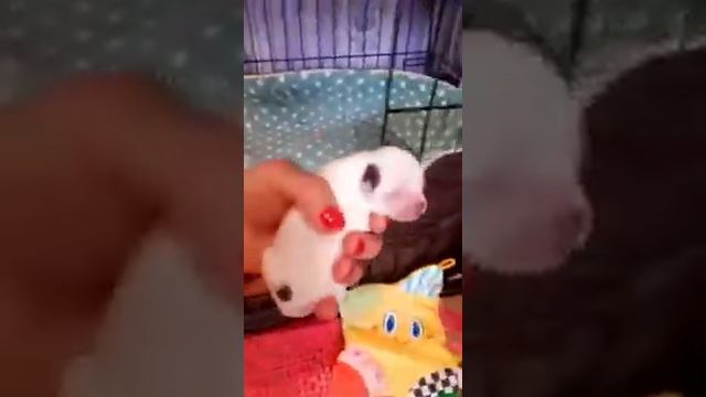 Контрольное взвешивание щенков чихуахуа 3 дня