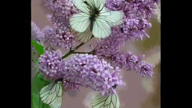 С. В. Рахманинов Романс Сирень wmv смотреть онлайн