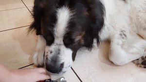 DOGVLOG. Говорящая собака Булат / Собака медведяка Московская сторожевая Булат