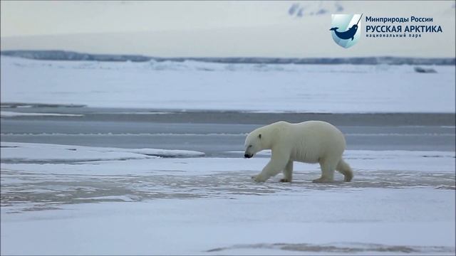 Презентационный ролик о национальном парке "Русская Арктика"