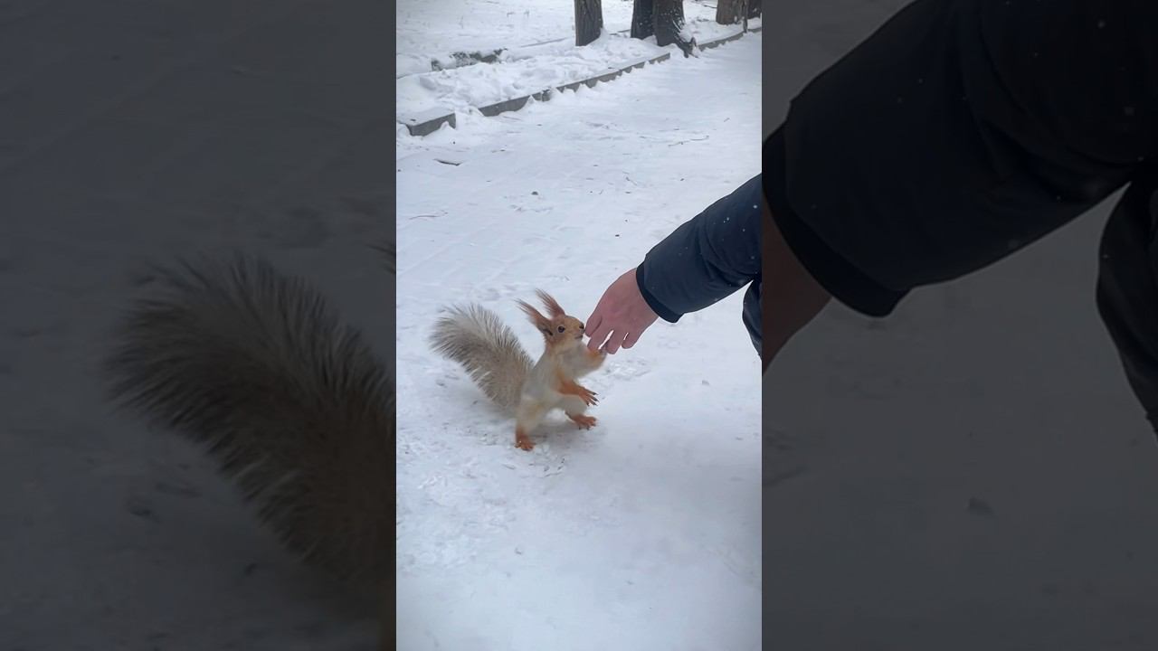 Прикольные такие #белочки #белки #squirrel #squirrelvideo смотреть онлайн