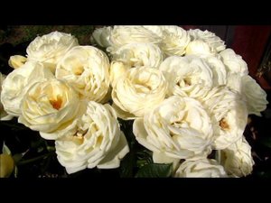 РОЗА АРТЕМИС (Artemis)  Tantau Германия, 2009. Шраб