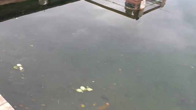 форель красная рыба смотреть онлайн