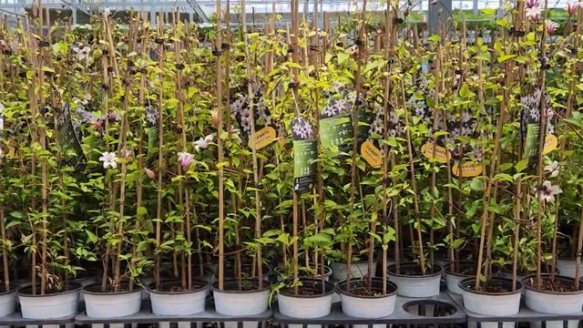 clematis "princess kate" 클레마티스"프린세스 케이트" #대림원예종묘
