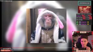 РЕАКЦИЯ ХЕСУСА: ДИСС НА НЕКОГЛАЯ / MZLFF, STINT