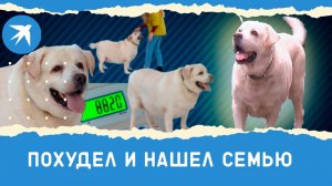 90-килограммовый лабрадор Хаммер похудел и нашел семью