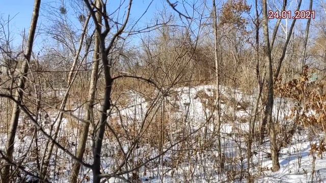 Воскресное утро в селе. Собираю хворост на растопку, чищу лес. смотреть онлайн