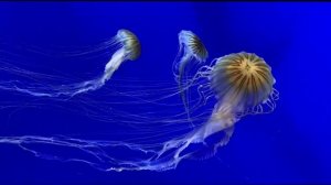 GromTravel.       Атланта штат Джорджия США.