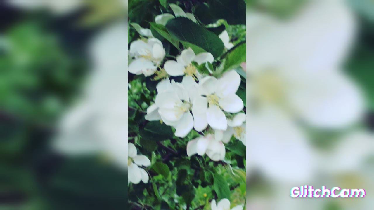 white flower clouds flowers    белые облака цветов