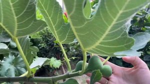 Турция 2021.Конаклы. THE GARDEN BEACH HOTEL /5*, ALANYA /ROOM STANDART/ALL INCLUSIVE.