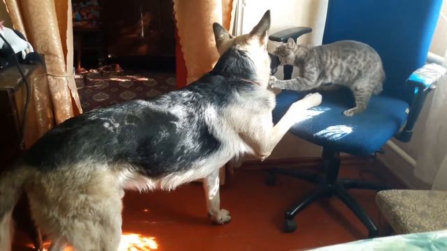 Игра или сражение? Утренняя разминка... :) смотреть онлайн