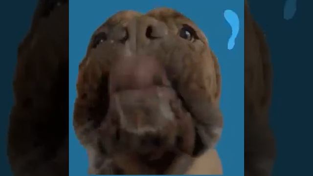 🐶