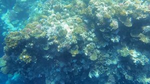 Заход в море с берега, обзор кораллового рифа отель Rehana Royal Beach Resort Agua Park & Spa 5*.