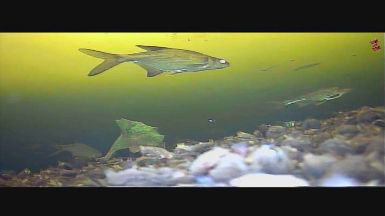 Подводная камера. Кадры для любителей рыбалки. смотреть онлайн