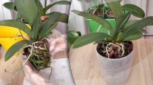 Орхидеи. ТРИ ДЕВИЦЫ ИЗ ТЕМНИЦЫ. Нашла ЧЕТВЁРТУЮ! Общая пересадка как ТОЛЧОК К РОСТУ.