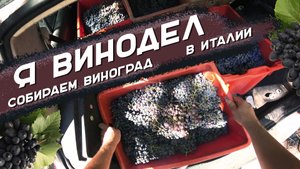 Я -винодел в Италии | Собираем виноград | Осваиваем виноделие