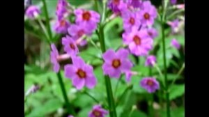 [Pr] 💧Primula japonica / 九輪草（クリンソウ）/ Japanese Primrose