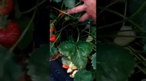 клубничный ВОДОПАД!!!Часть1.