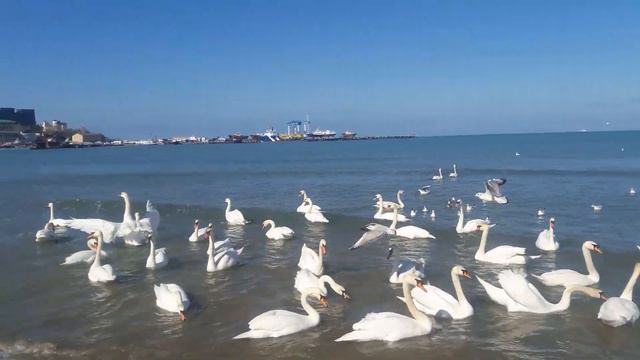 #АНАПА.МОРЕТЕРАПИЯ.ШУМ ВОЛНЫ.ЛЕБЕДИ.