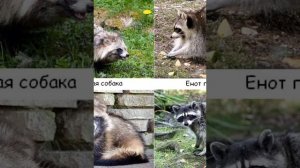 Чем отличается енот от енотовидной собаки?