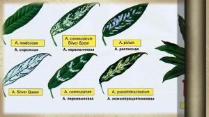 Аглаонема  (Aglaonema) уход и полив