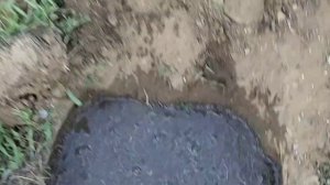 Размножение Инжира, воздушным отводком.